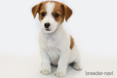 成約済の神奈川県のジャックラッセルテリア-363377